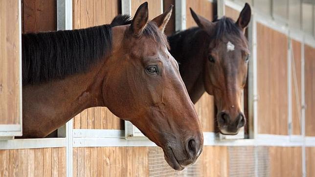 Descubren una nueva forma de comunicación en los caballos